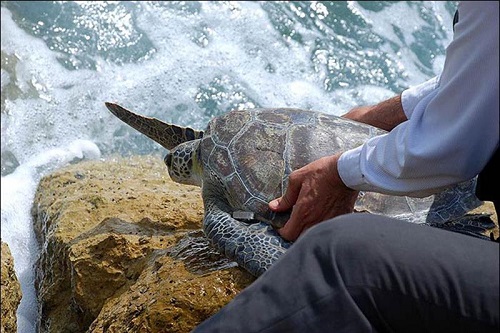 حمایت «مبین انرژی خلیج فارس» از بقای لاک‌ پشت زیتونی در منطقه نایبند